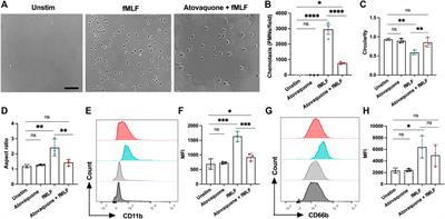 Atovaquone attenuates experimental colitis by reducing neutrophil infiltration of colonic mucosa